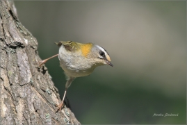 <p>KRÁLÍČEK OHNIVÝ (Regulus ignicapillus) /Firecrest - Sommergoldhähnchen/</p>